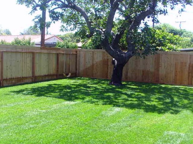 Lawn under a large shade tree