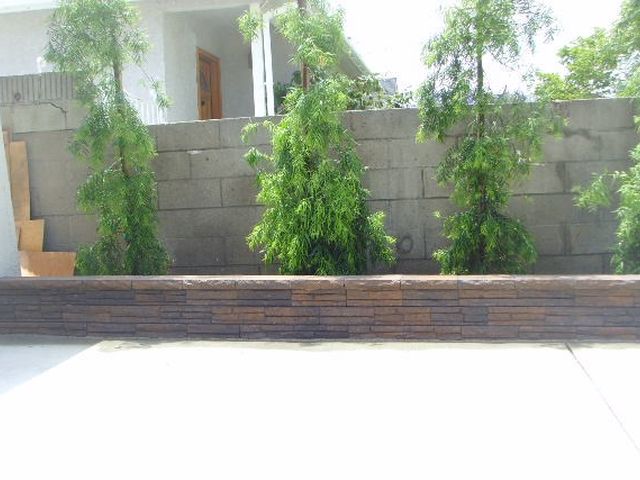 Low garden wall with climbing plants